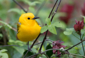 Photo by Mike Williams: In the fall, the Prothonotary Warbler travels from it’s breeding grounds in the U.S. down to its wintering grounds in South America.