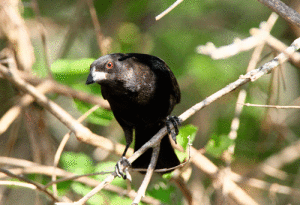 A male Bronzed Cowbird checking out its habitat. By Mike Williams 