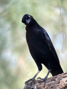 A male Great-tailed Grackle isn’t quite approving of the situation! By Martin Hagne 