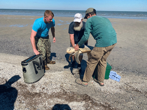 On November 6th, a stunned Kemp sea turtle was found on Port O’Connor’s King Fisher beach. The sea turtle looked deceased, but happily, she was alive and just stunned by the cooler temperatures. She was rescued and transported to Rockport for testing, fluids and rehabilitation. She is doing great and on track to be released back to the wild soon. Special Thanks to Kelley Kowal, Brigid Berger, Chris Skeie, David Kowal, Bobby Smith and Texas Parks and Wildlife who all had a hand in this turtle’s rescue.  If you ever find a sea turtle, dead or alive, please call 1-866-Turtle5 (1-866-887-8535) to report.  Photos by Michelle Marlin On November 6th, a stunned Kemp sea turtle was found on Port O’Connor’s King Fisher beach. The sea turtle looked deceased, but happily, she was alive and just stunned by the cooler temperatures. She was rescued and transported to Rockport for testing, fluids and rehabilitation. She is doing great and on track to be released back to the wild soon. Special Thanks to Kelley Kowal, Brigid Berger, Chris Skeie, David Kowal, Bobby Smith and Texas Parks and Wildlife who all had a hand in this turtle’s rescue.  If you ever find a sea turtle, dead or alive, please call 1-866-Turtle5 (1-866-887-8535) to report.  Photos by Michelle Marlin 