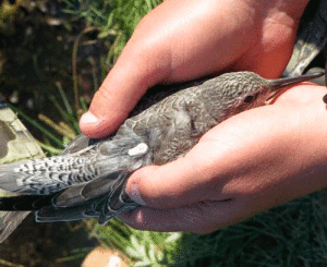 A tiny Nano tag that emits a signal is attached to birds. Photo by Susan Heath, GCBO