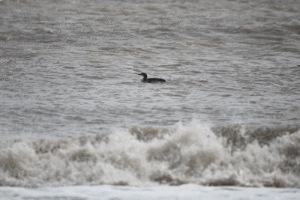 One of two Common Loon observed riding the waves near Matagorda Beach, TX.  Photo taken by Taylor Bennett on January 25th, 2022.