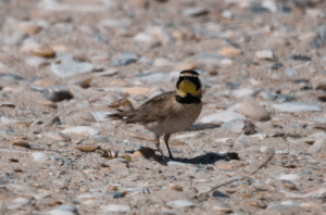 Horned Lark observed feeding in the dunes along Matagorda Peninsula.   Photo taken by Taylor Bennett on March, 3rd, 2022.