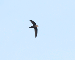 Chimney swifts famously look like cigars with wings.