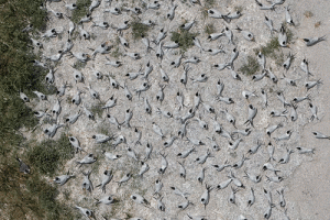 Nesting Royal Terns - taken from drone