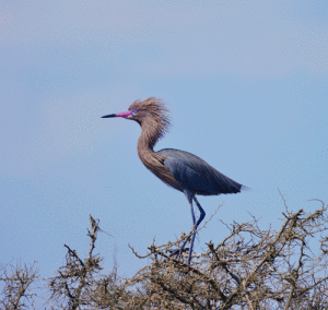 Reddish Egret in Breeding Colors