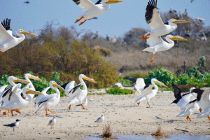White Pelican Visitors on the Beach