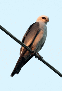 A Mississippi Kite at rest on a power line.-Photo by Mike Williams