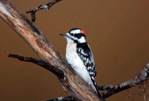 Downy Woodpeckers are one of the many woodpecker species found in Texas. Photo by Mike Williams 