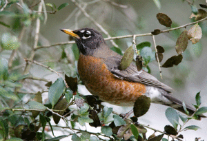 The American Robin is a spring harbinger for many, but here it’s a winter bird. By Mike Williams 