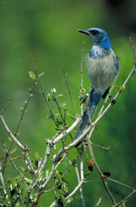 Florida Scrub Jays are one of the few birds endemic to the U.S. Photo credit: USFWS