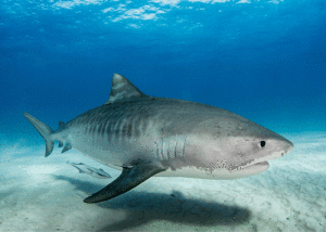 Tiger sharks are one of the largest species of shark, growing up to 18 feet in length. Photo by Howard Chen