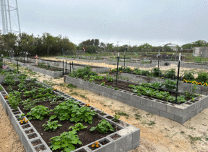 Community-Garden