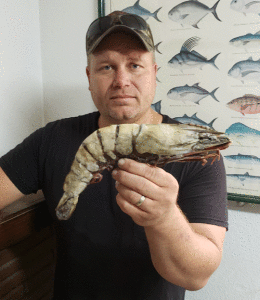 Captain Seth Sanders, a shrimp vessel owner from Brownsville, Texas, captured this 12.5-inch Asian tiger shrimp while trawling for white shrimp. -Photo credit: Tony Reisinger, Texas Sea Grant. 