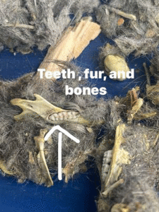 teeth-bone-fur