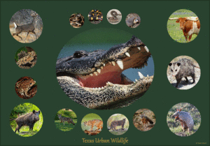 Texas-animals1