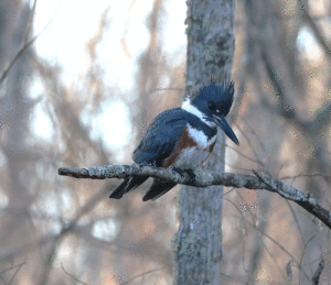  Female Belted Kingfisher observed perched near a small pond during the Brazoria Bottomlands Christmas bird count. Photo taken on Dec. 30, 2023 by Taylor Bennett.