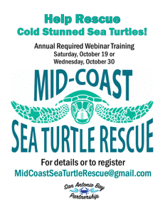 Sea-Turtle-rescue