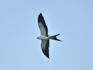 Swallow-tailed Kites are one of the many bird species that migrate during the fall.				  -Photo: Joe Kennedy