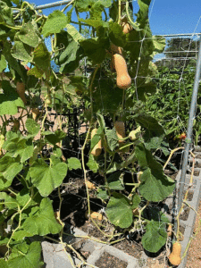 Val Tiemann and Kim Hall’s squash