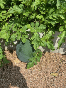 Alice Reed’s watermelon 