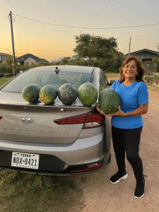 Watermelons-Alice-Reed-Nov-2024-RESIZED