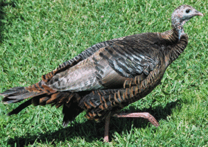 A female wild Turkey Photo credit: James St. John, CC BY 2.0 , via Wikimedia Commons 