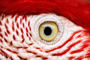 Photo: A macro shot of a red-and-green macaw's (Ara chloropterus) eye, Serra da Capivara National Park, Piauí state, Brazil. Credit: Leonardo Ramos, Public domain, via Wikimedia Commons 