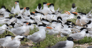 Alan-Wilde--Royal-Terns-1024x540