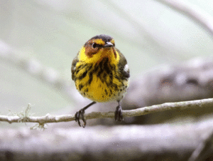 : Cape May Warbler, a songbird seen migrating along the Upper Texas Coast. Photo by Sheryl Travis. 