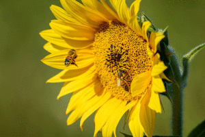 Bees on a sunflower. Photo credit: Mustang Joe, CC0, via Wikimedia Commons