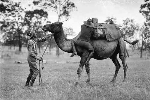 “Army Camel Corp Training”, circa 1916. Precious few photos of the US Camel Corp have survived, if they were ever taken at all. This photo depicts Army Camel Corp training in Mengele Park, Australia- though it is likely an accurate representation of our Texan camel experiment as well. unknown, Fairfax Archive, Public domain, via Wikimedia Commons